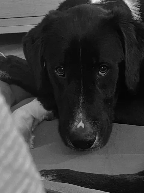 My son has a heart on his nose.