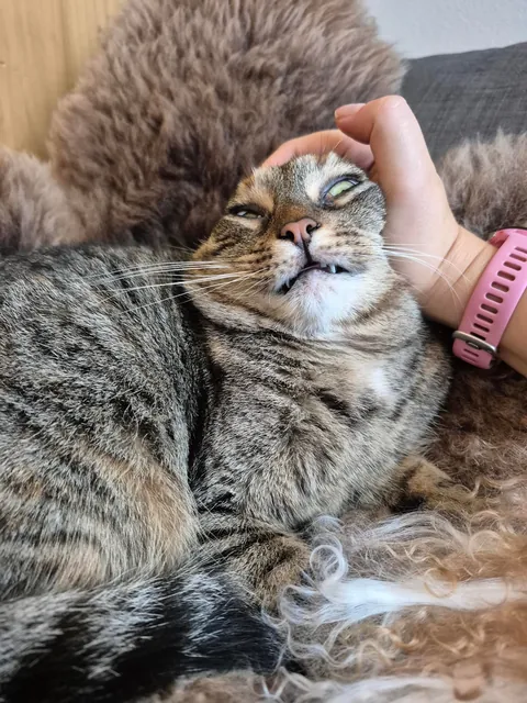 Miso loves some goofy pets when she's in the right mood