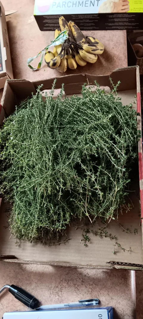 Boy did i harvest a ton of thyme 