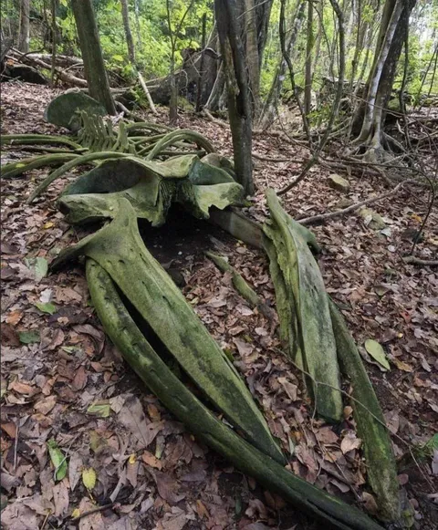 A whale skeleton in the middle of a rainforest in Osa Peninsula, Costa Rica.
