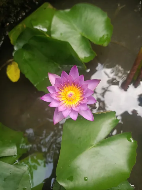 My lotus &amp; water lily bloomed together today