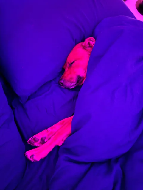 He helps me live a healthy life, both physically and mentally. He’s my little potato, Hector☺️🐕