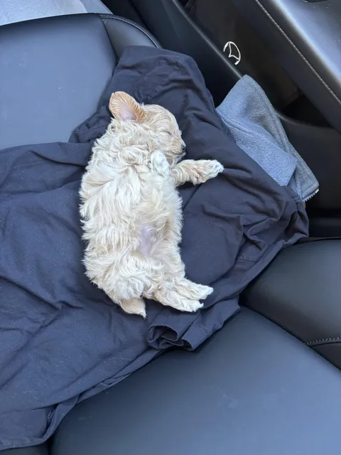 Mandatory daily dog post on Reddit