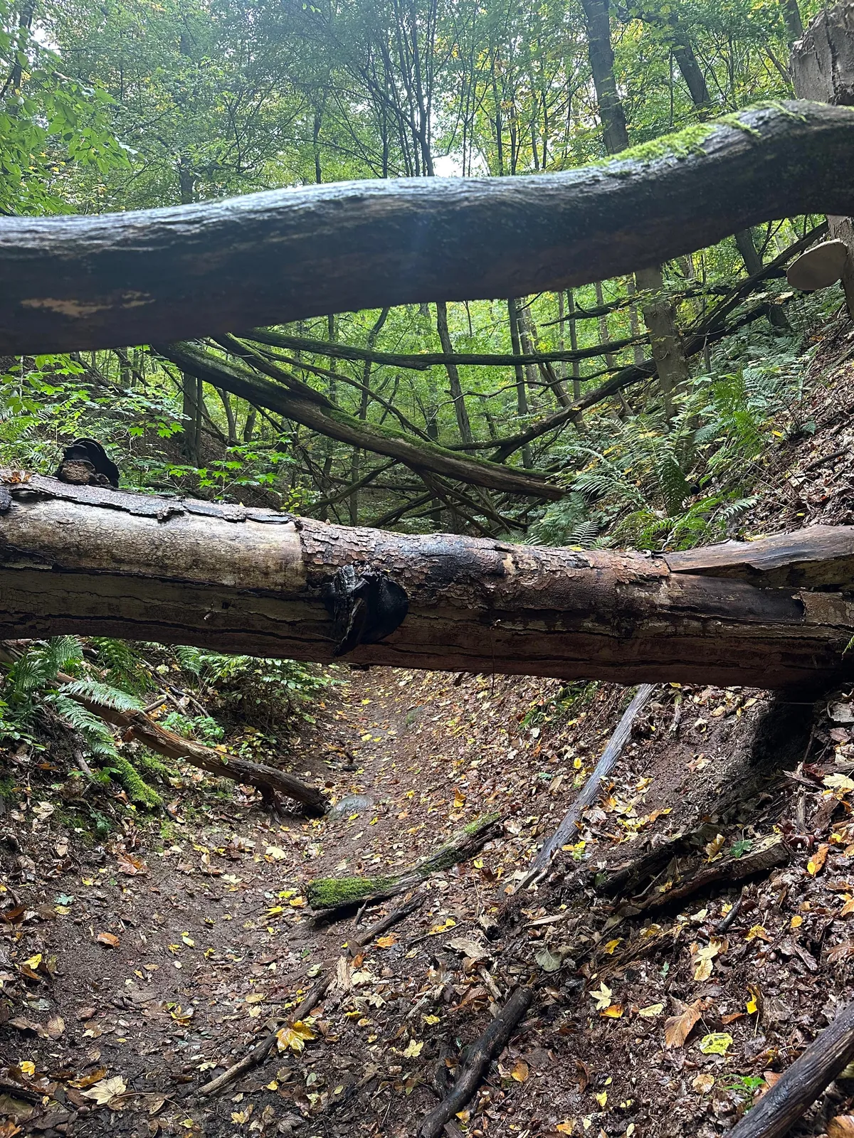 My 2 weeks in Germany, I would move to Berlin tomorrow!