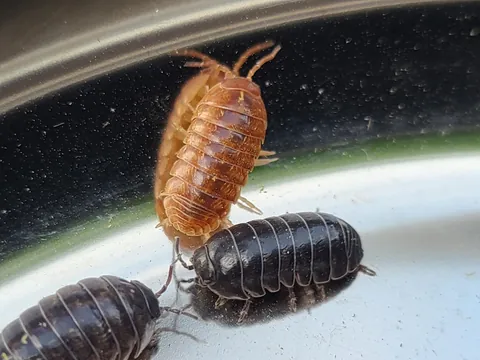 Solving My Pill Bug Problem Through Aggressive Hospitality