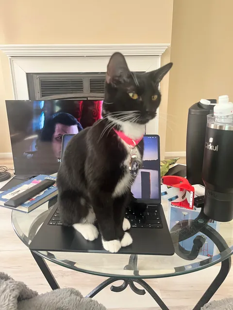 I hate my cats name.