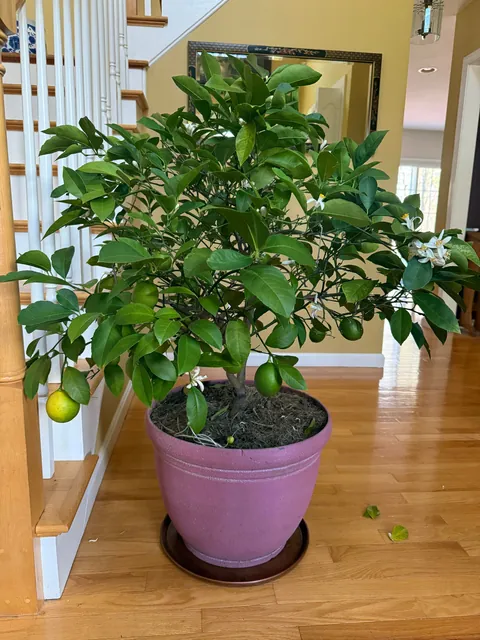 My 12 year old Meyer Lemon in New England