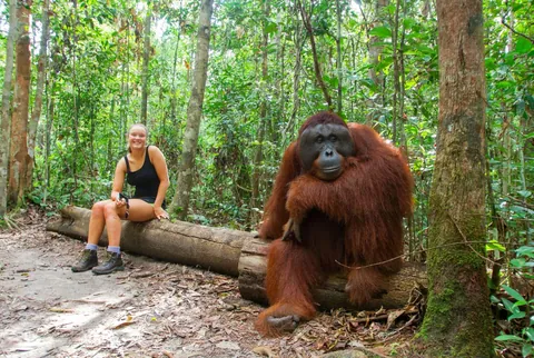 An orangutan chilling next to a human