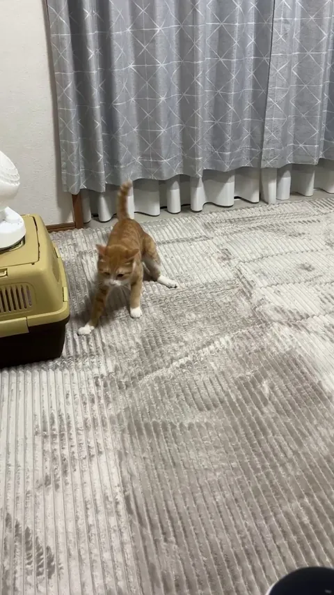 Not all orange cats but always an orange cat