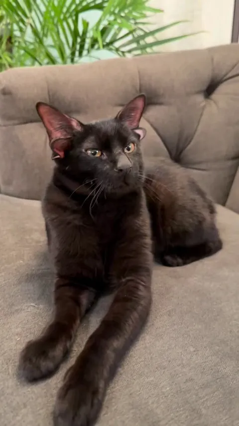 Well, of COURSE I had to make a crochet Dobby 🖤🖤