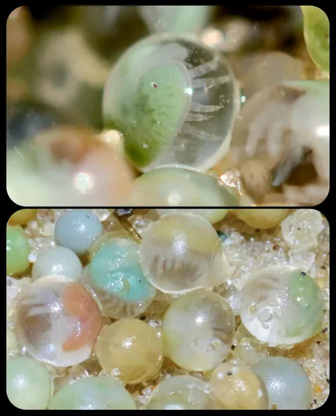 🔥 Baby Horseshoe Crabs: these eggs contain tiny horseshoe crab embryos; the hatchlings usually emerge after 2-4 weeks, but it takes another 10 years for them to mature into adults