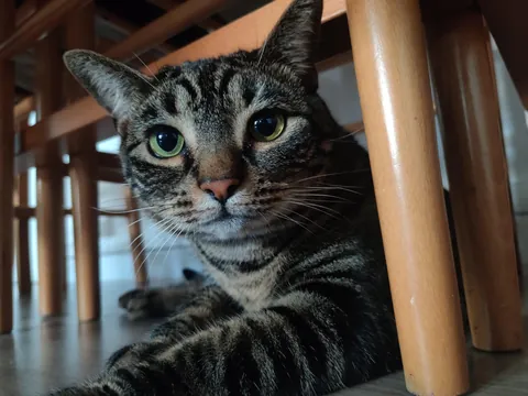 I'm convinced my cat is just a lil dude in a cat costume