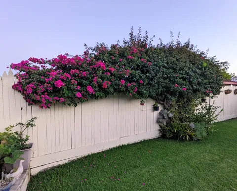 My neighbour's bougainvillea