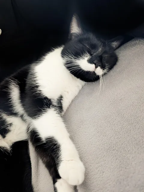 Meet Charlie, 2.5 years old, with the cutest milk moustache! We adopted her a month ago.