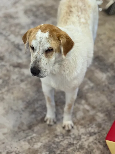 Our new foster, Gibby 🥹