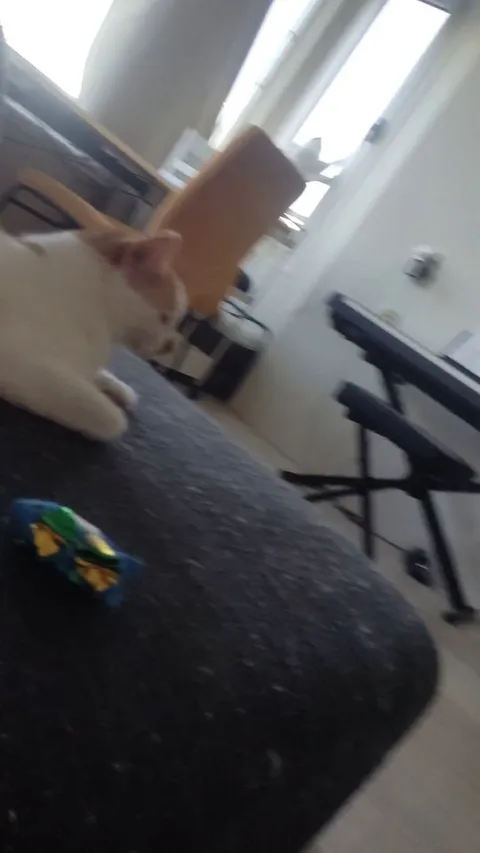 I think my neighbour got a new cat