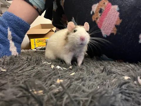 Mama Rat Appreciation Post