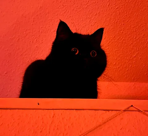 This little goober turned 4 years old today. He’s one of the most expressive cats I have seen.