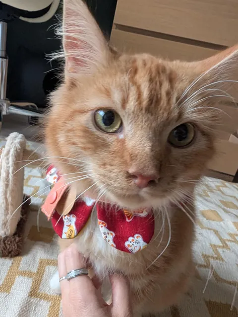 After fostering for 3.5 years, I think I'm about to have my first foster fail 😍