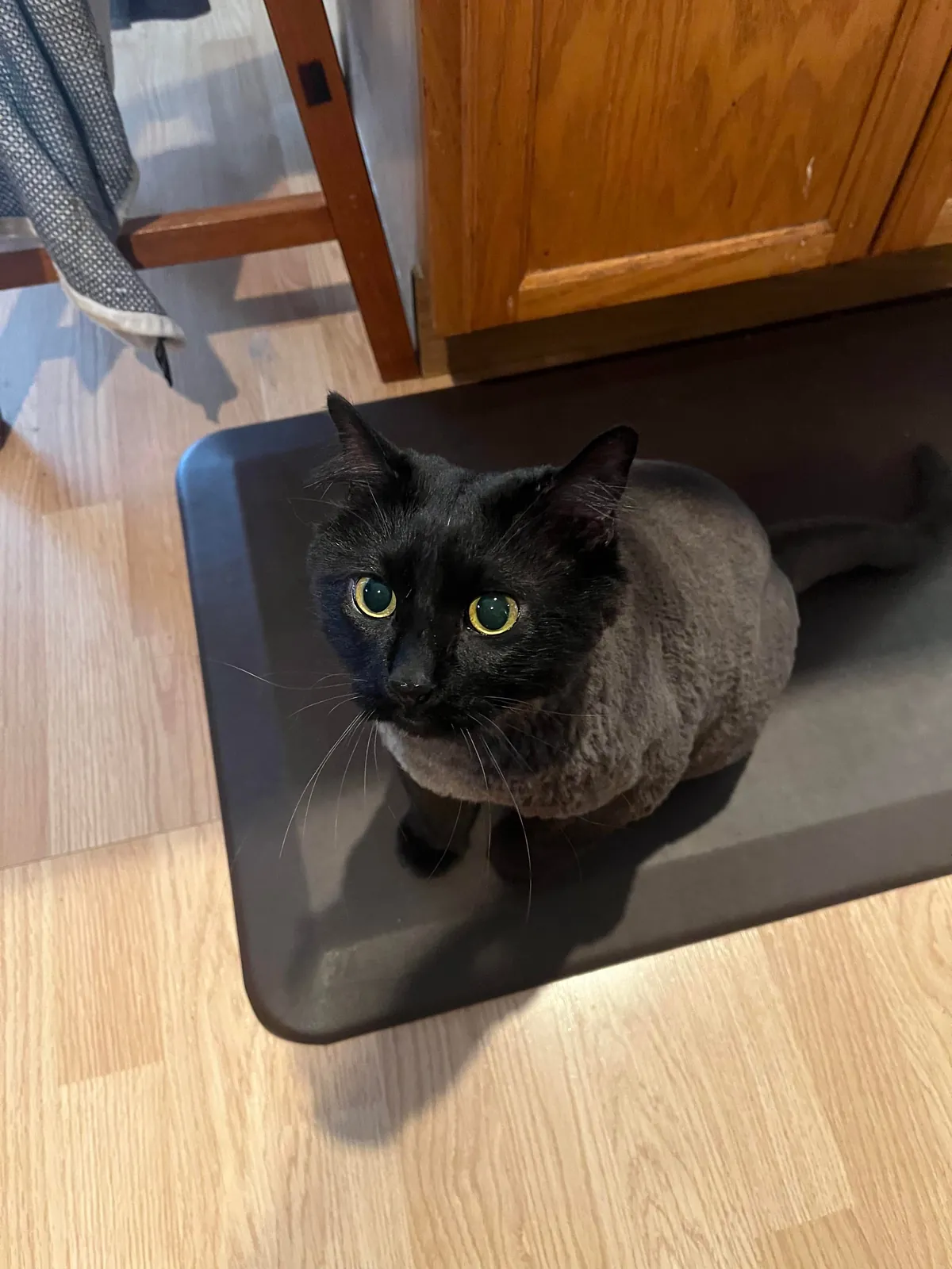 Just got my black floof trimmed and it turns out she’s a fraud.