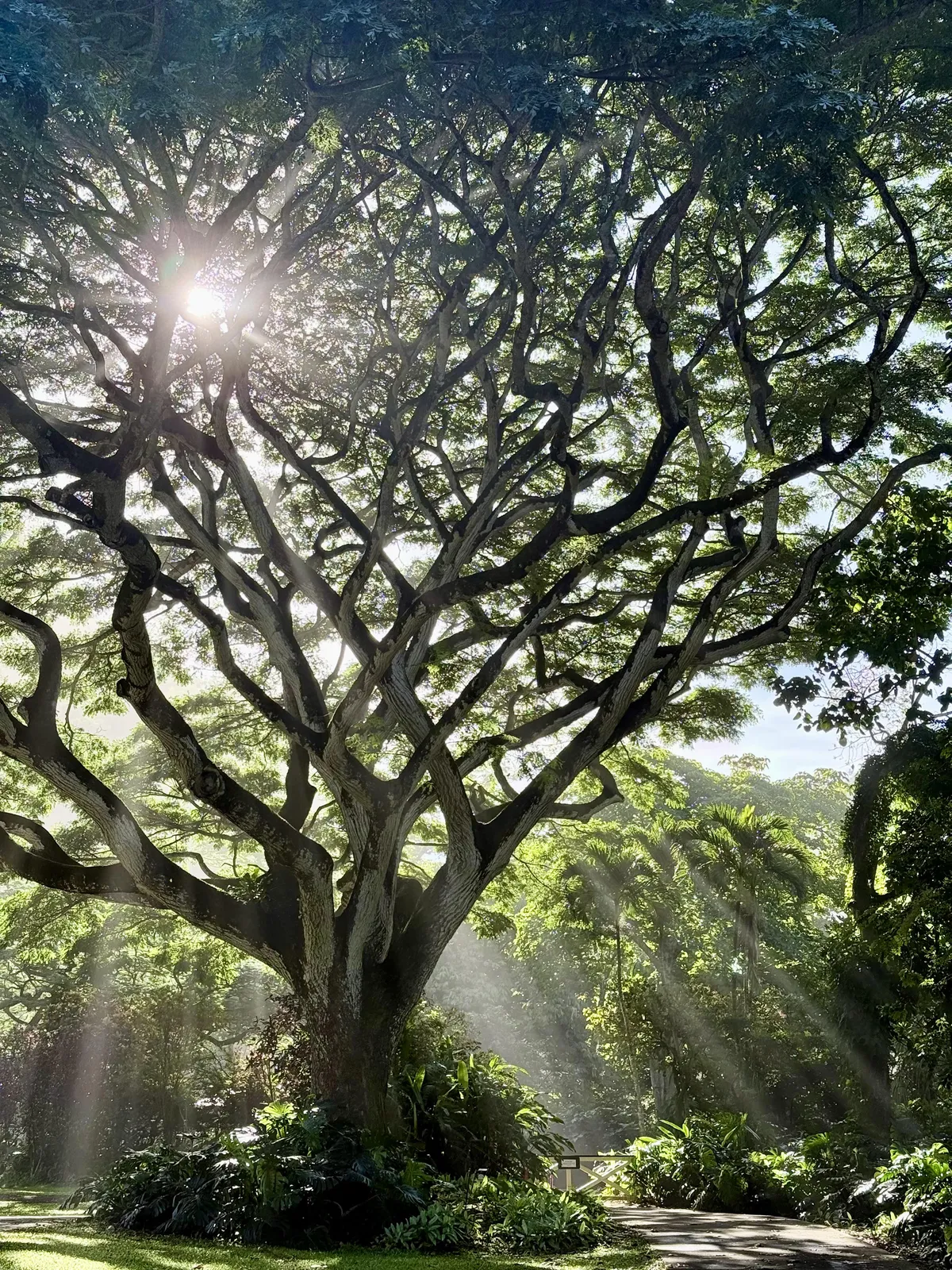 ITAP of a pretty tree