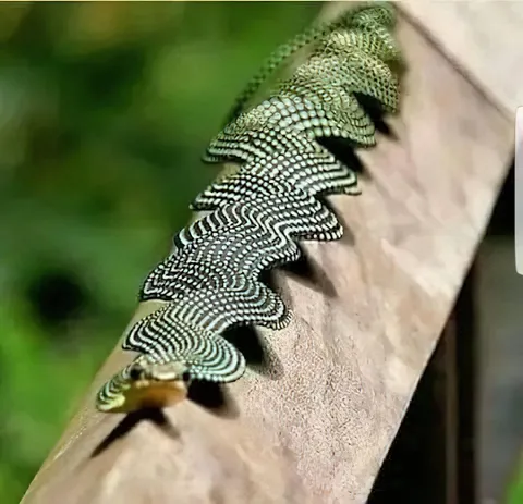 🔥 The Paradise flying snake