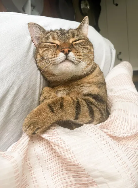 What a privilege it is to share my bed with a little creature who thinks it’s the safest place to spend the night ♥️