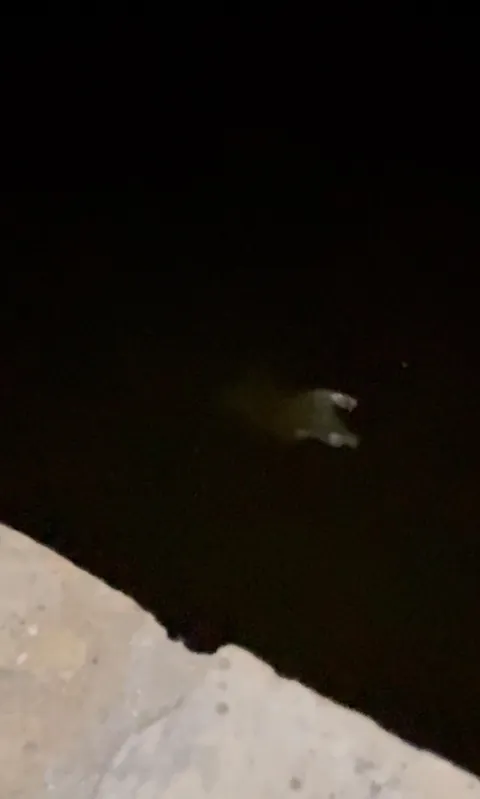 saw this while walking my dog