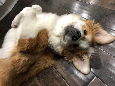 Lily Lotte the Orange Dreamsicle