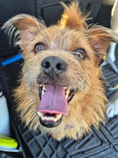 This is Chopper. He's new here, a street dog rescued from Korea.