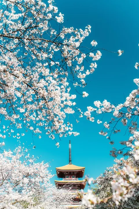 ITAP of cherry blossoms under blue sky