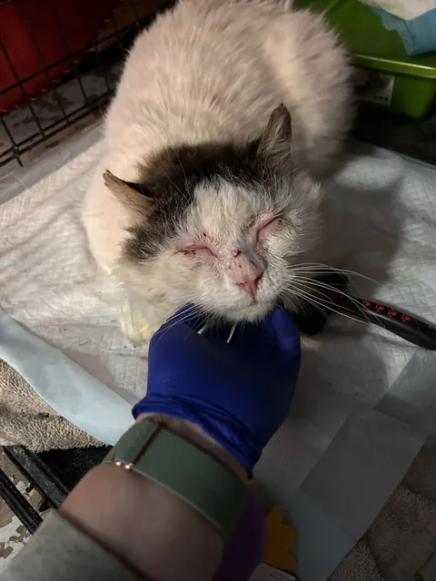 What a change 2 months can make- Foster Fail- read for a happy end 😻