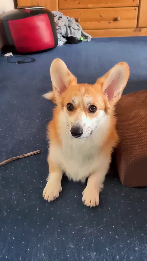 The cucumber almost won