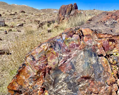 🔥~220 million year old petrified log in Arizona’s Petrified Forest National Park