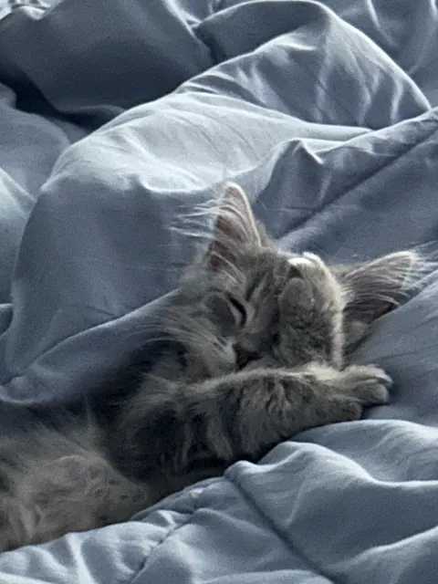Luna, sound asleep. 3 mo