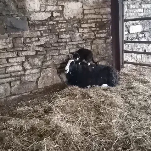 Domino and Blackberry hanging out with each other. They get along really well!