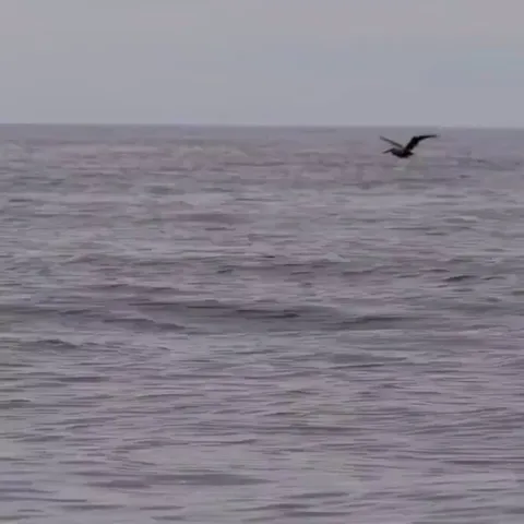 When the stingray decided to show off its flying skills too!