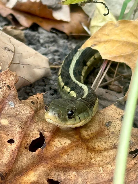 🔥Close up of a garter snake i came across hiking