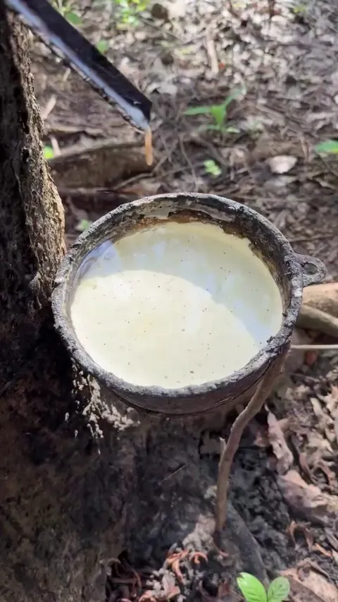 Harvesting rubber