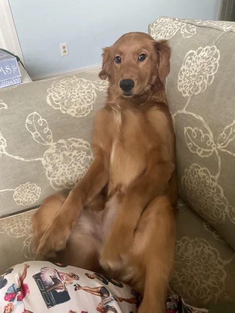 Is she a dog or a human? The world may never know