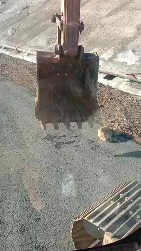 Work crew moved equipment to create shade for a sleeping dog.