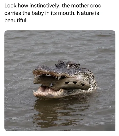 Just look at the Croc with its mother.