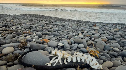 A few months ago, I hopped in my Renault Clio and took a month-long solo camping trip across Namibia.