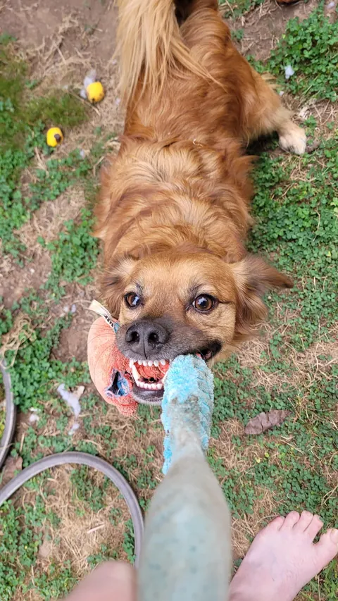 This is Mr. B and he is a professional menace