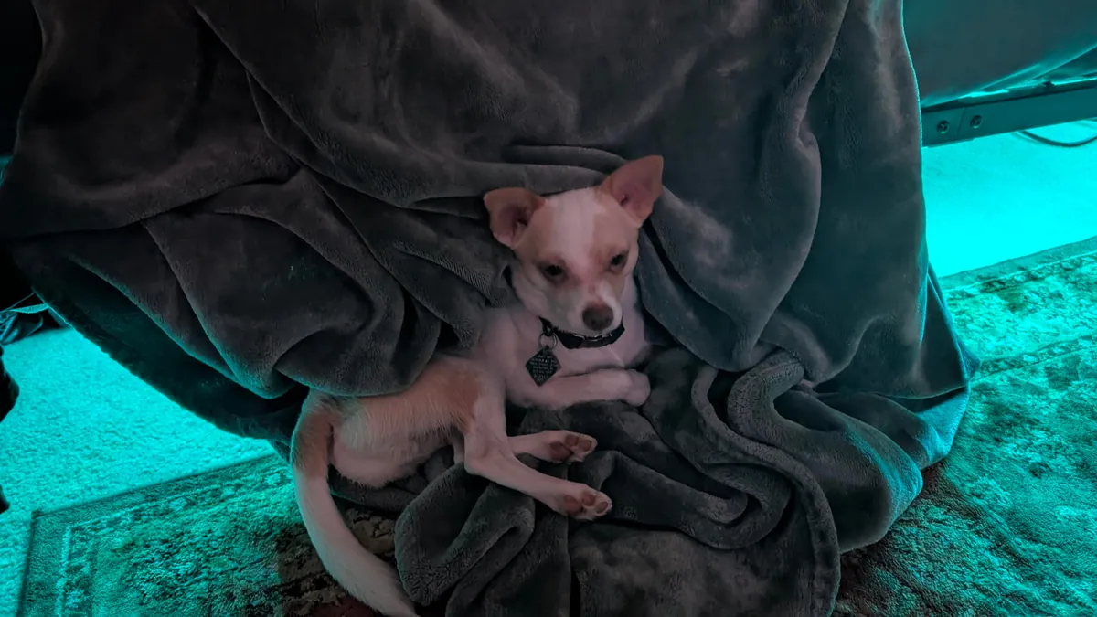 I haven't had my own pup in 12 years, I got the perfect one, his name is Franklin, and he loves everyone.