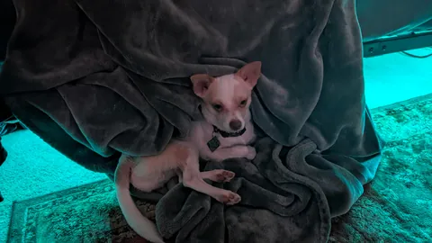 I haven't had my own pup in 12 years, I got the perfect one, his name is Franklin, and he loves everyone.