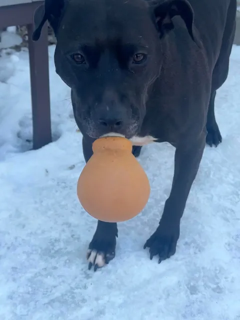 Waffles and her emotional support chicken wing 🍗🧇