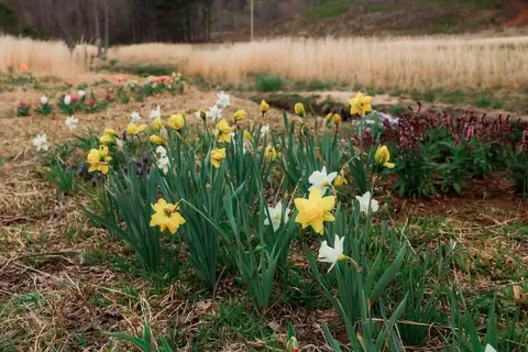 I planted 2000 bulbs this past winter and many are emerging.
