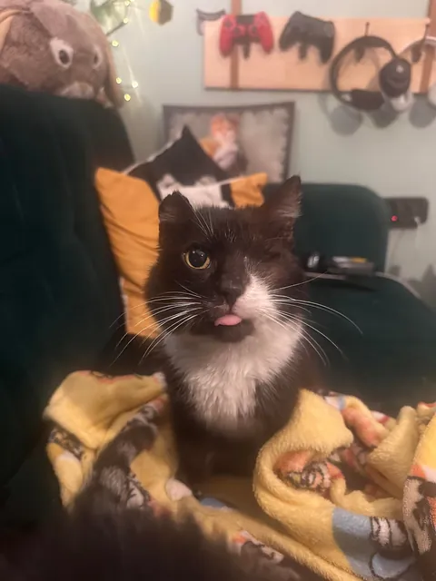 My perfect foster Dziadek passed away. He was so full of life despite the years as a neglected stray.