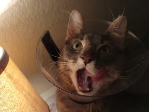 "You won't want to deal with it"